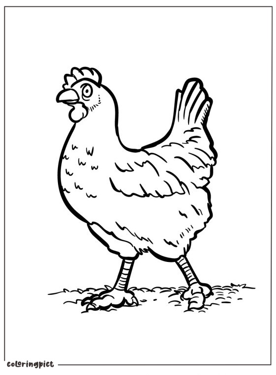 Chicken Coloring Pages