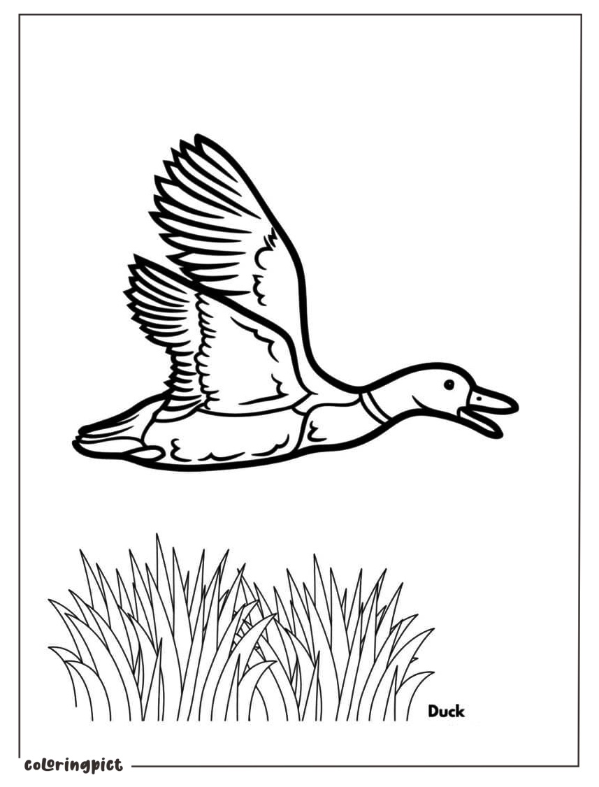 Ducks Are Flying Coloring Page for Kids