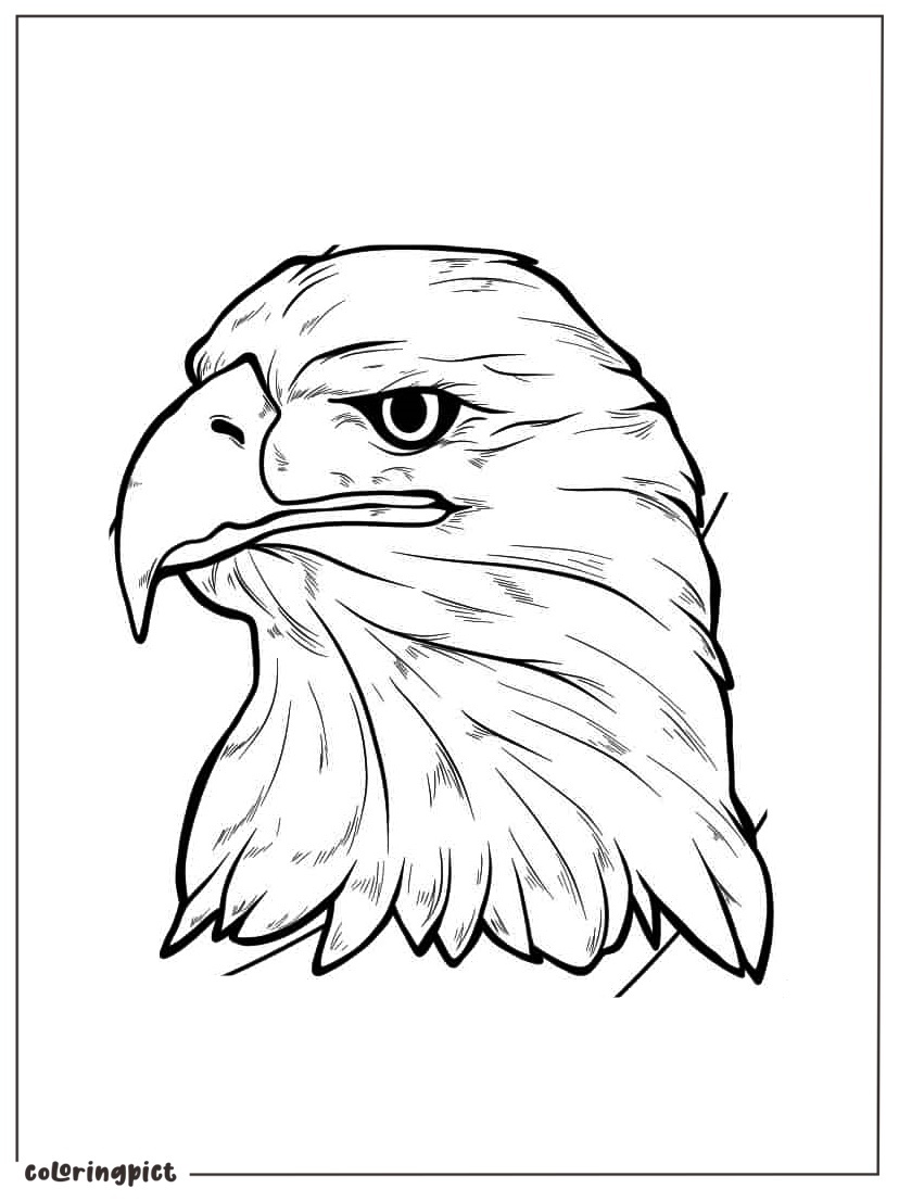Eagle head coloring