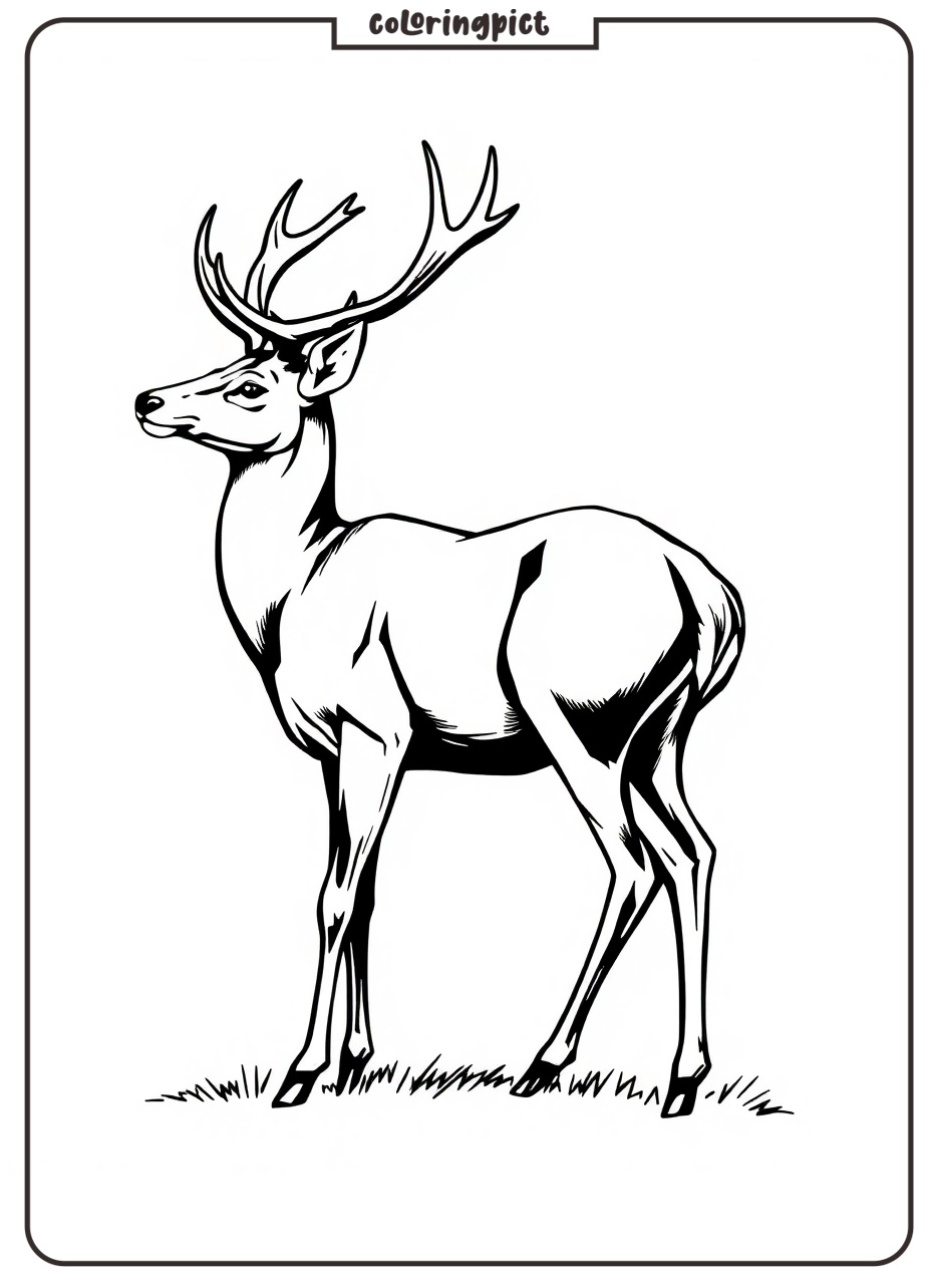 Printable Deer Coloring Pages for Kids