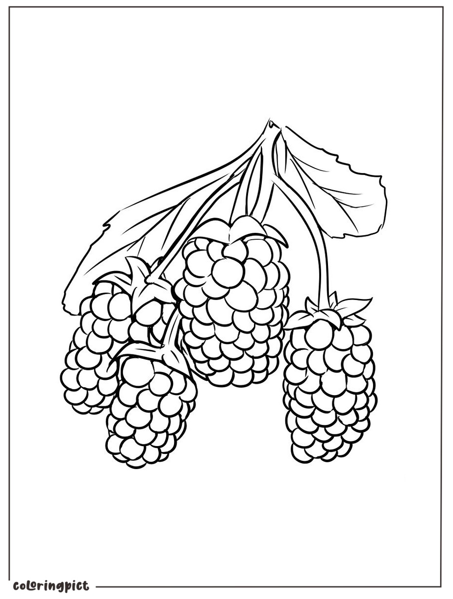 Printable marionberry coloring image pdf