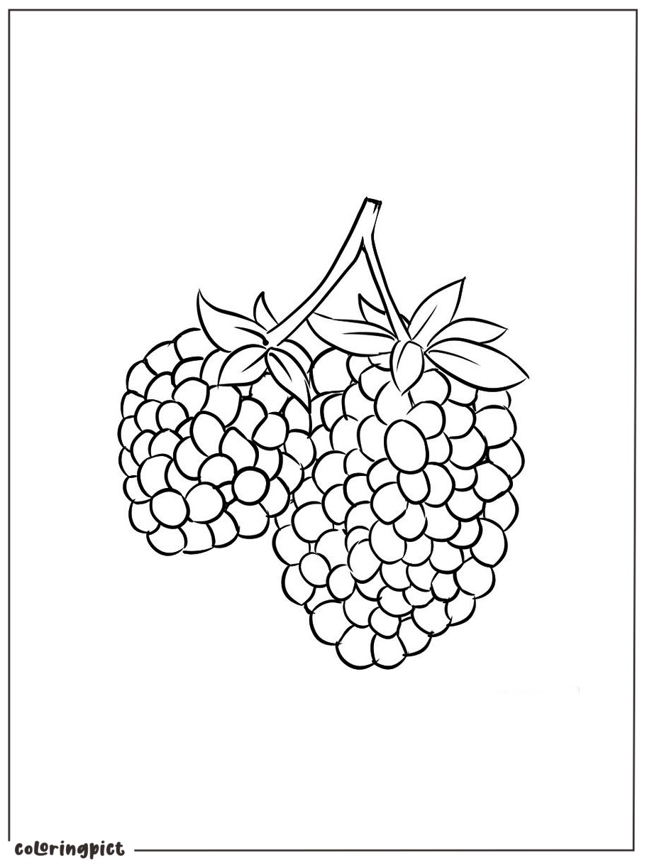 Printable marionberry coloring picture