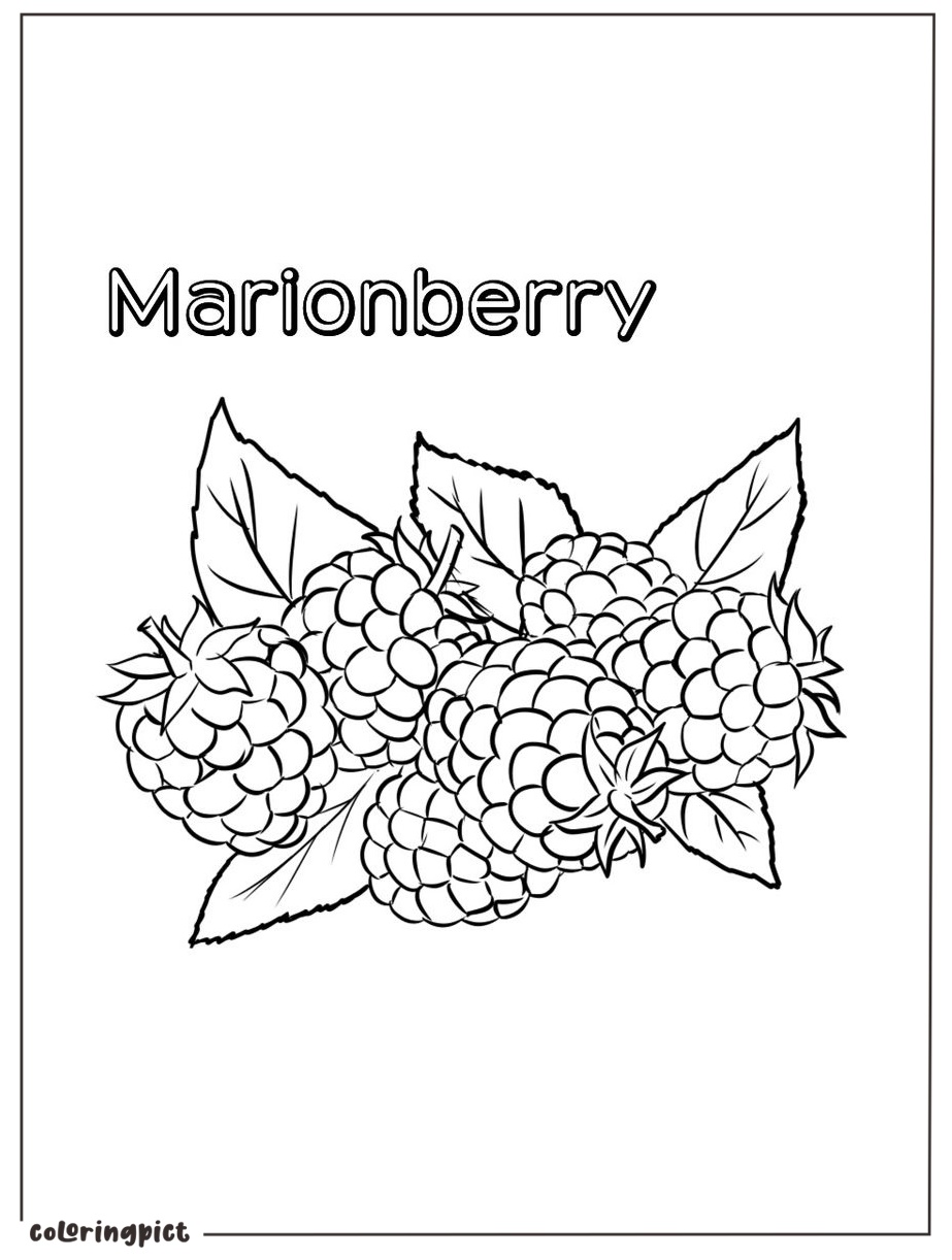 Printable marionberry for coloring print