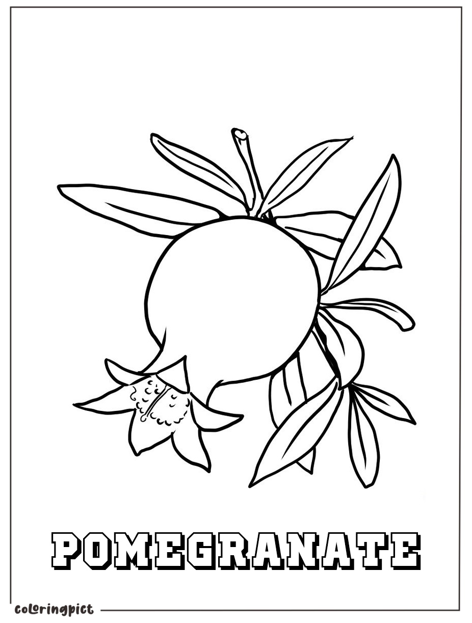 Printable pomegranate image for coloring