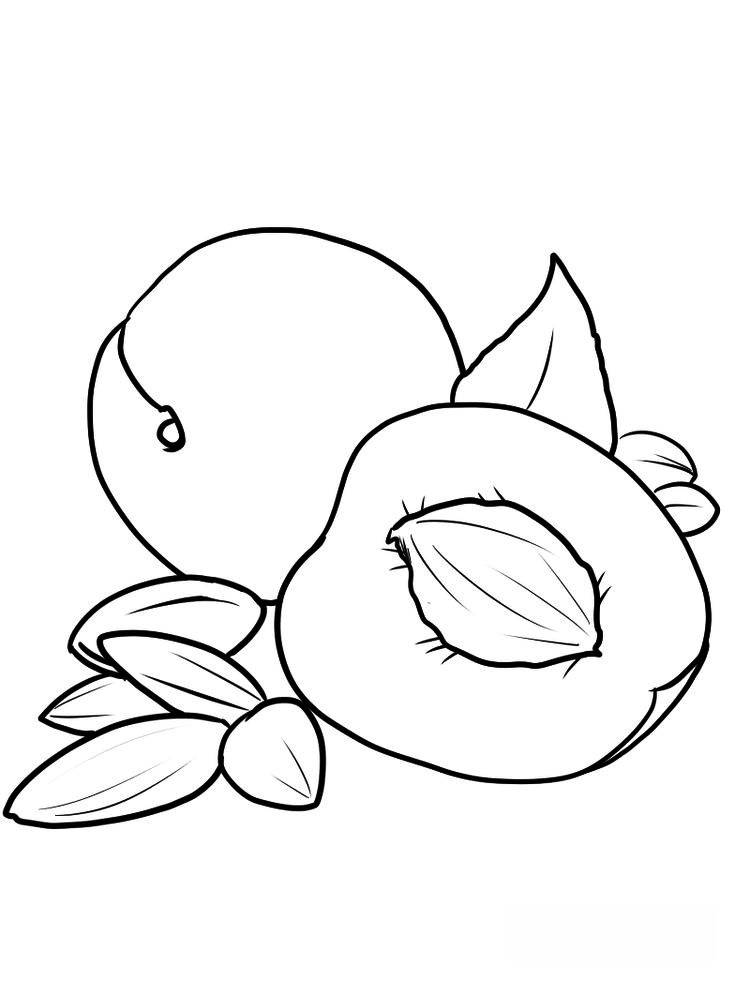 Sweet and Bright Apricot Coloring Page 1 apricot coloring page free pdf