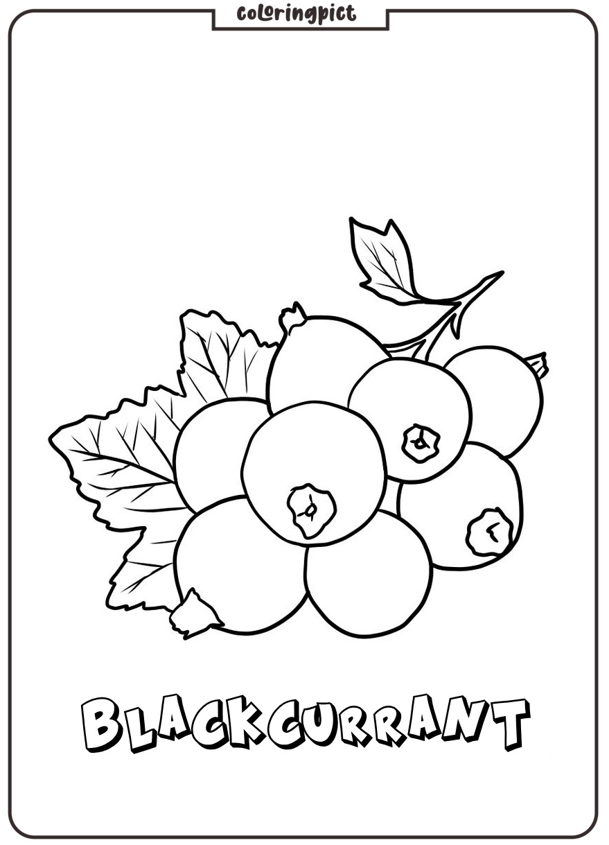 blackcurrant coloring page