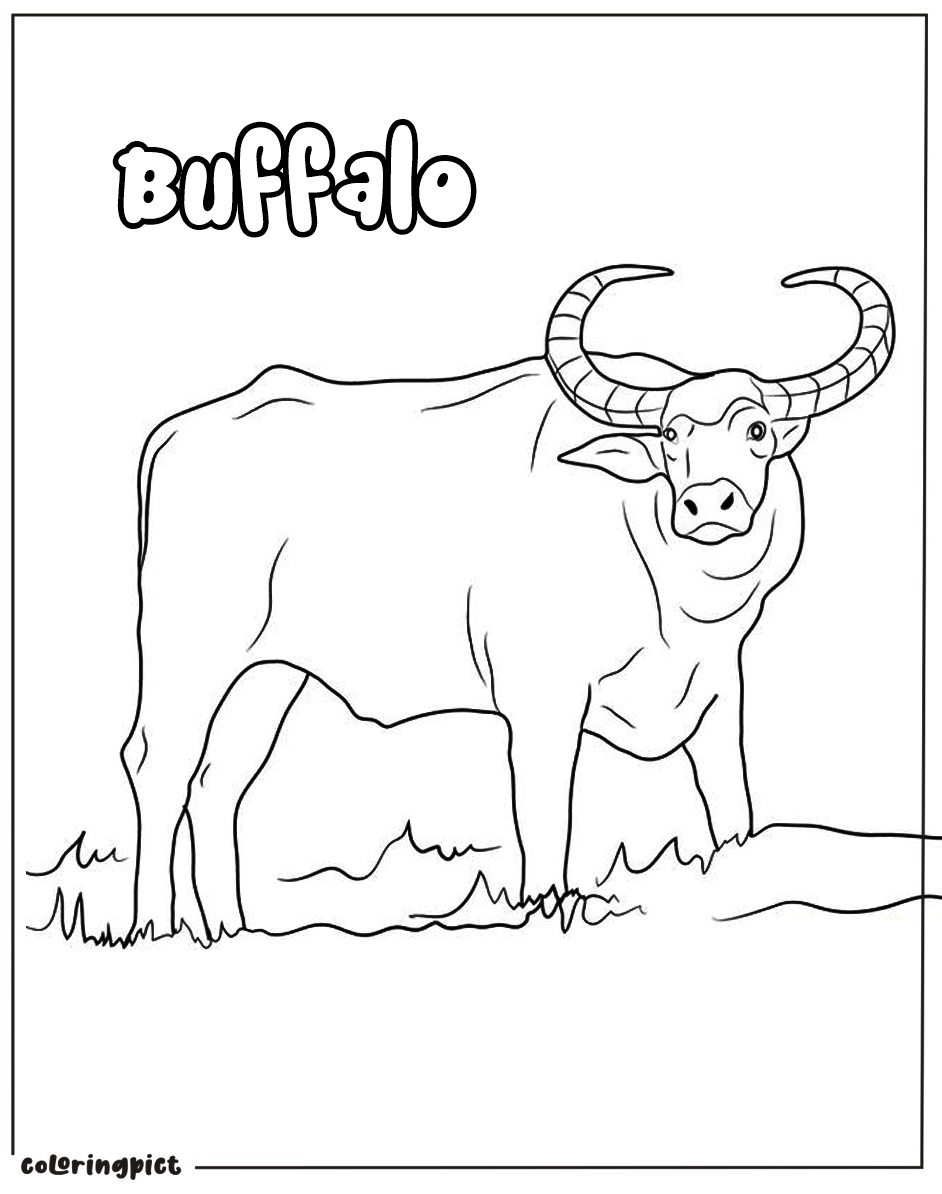 buffalo coloring page for kid
