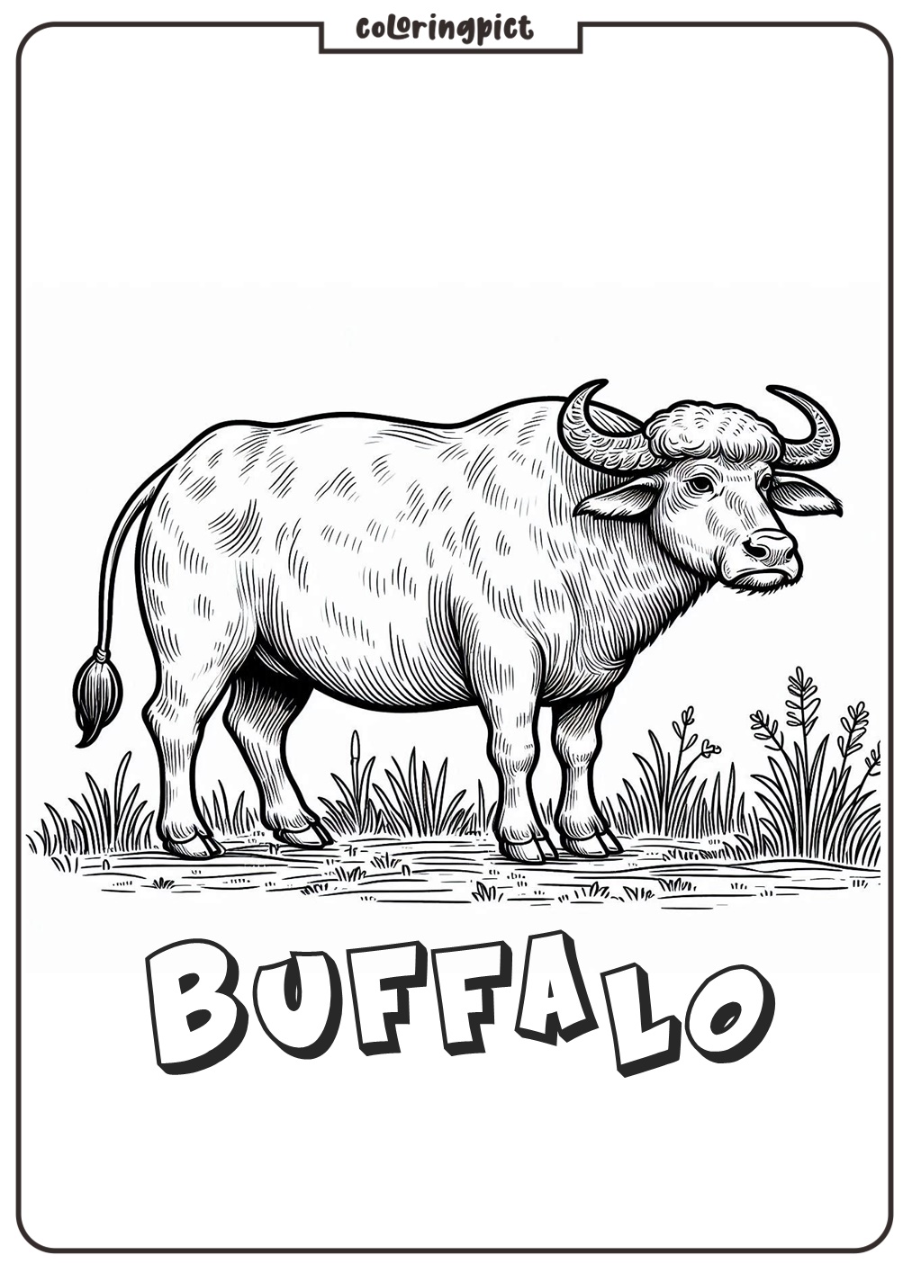 buffalo coloring page