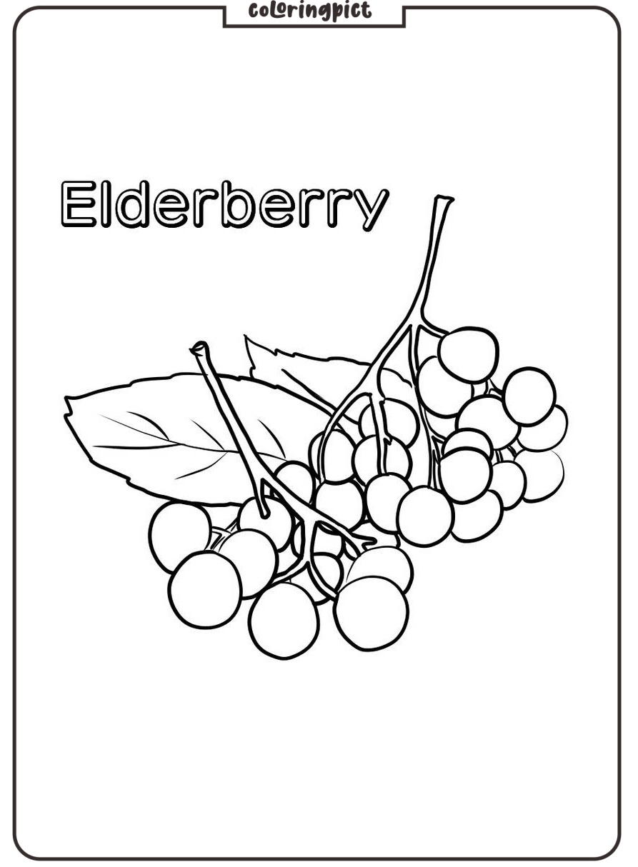 easy elderberry coloring images