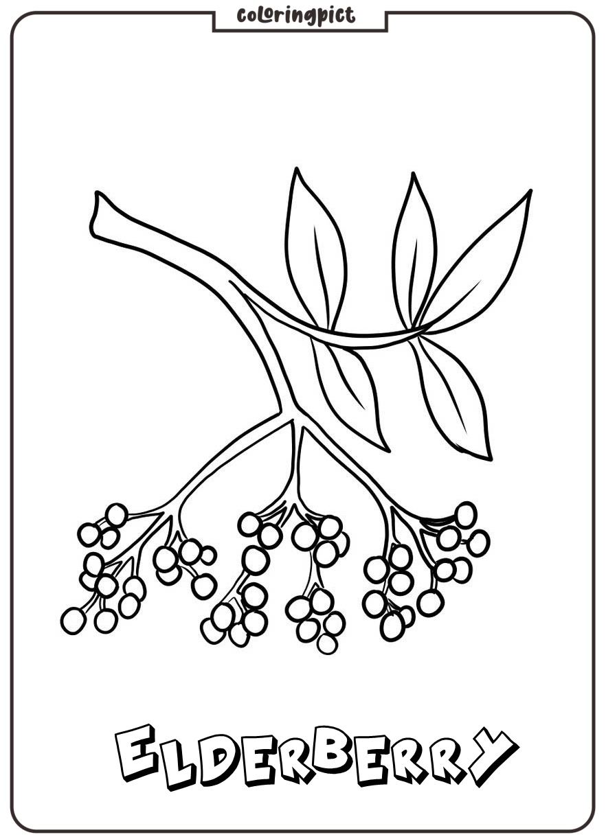 easy printable elderberry picture for coloring