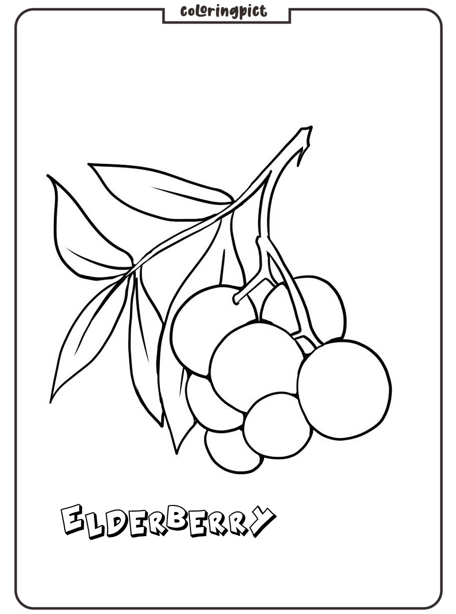 free elderberry coloring page free print