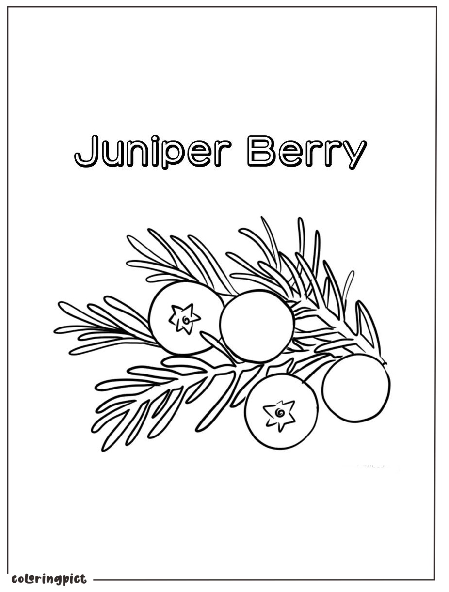 free juniper berry coloring page