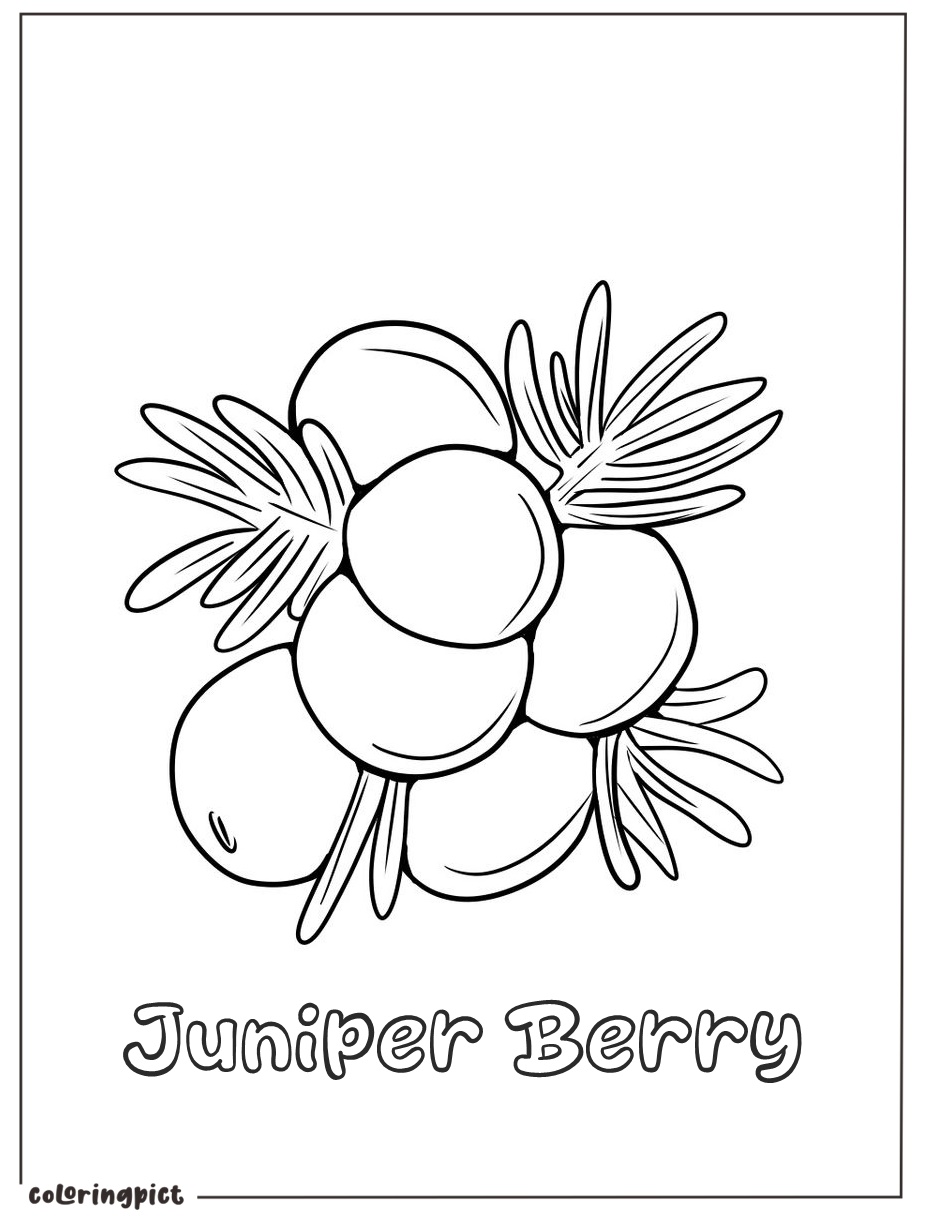 free juniper berry images for coloring page