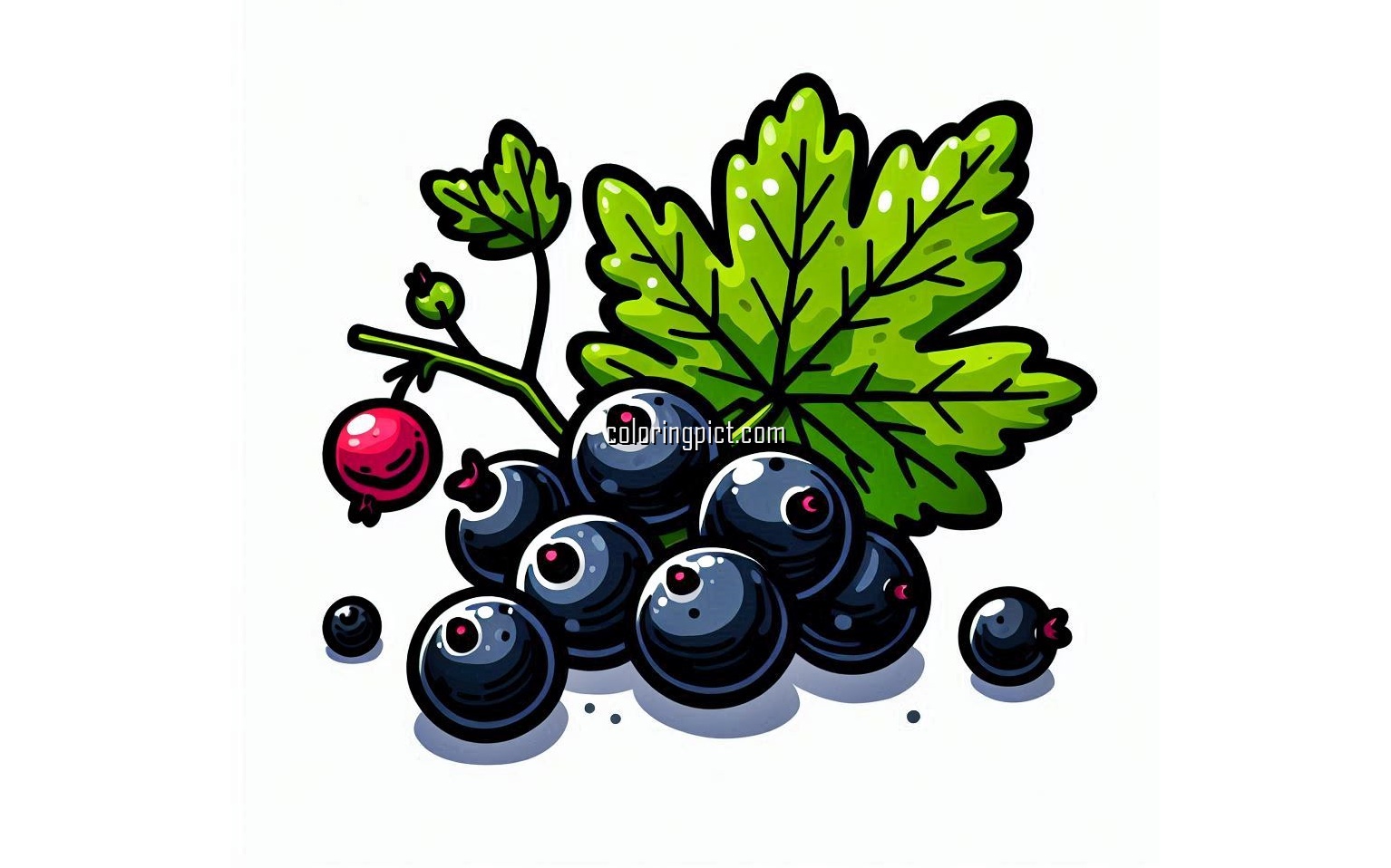 image is blackcurrant coloring