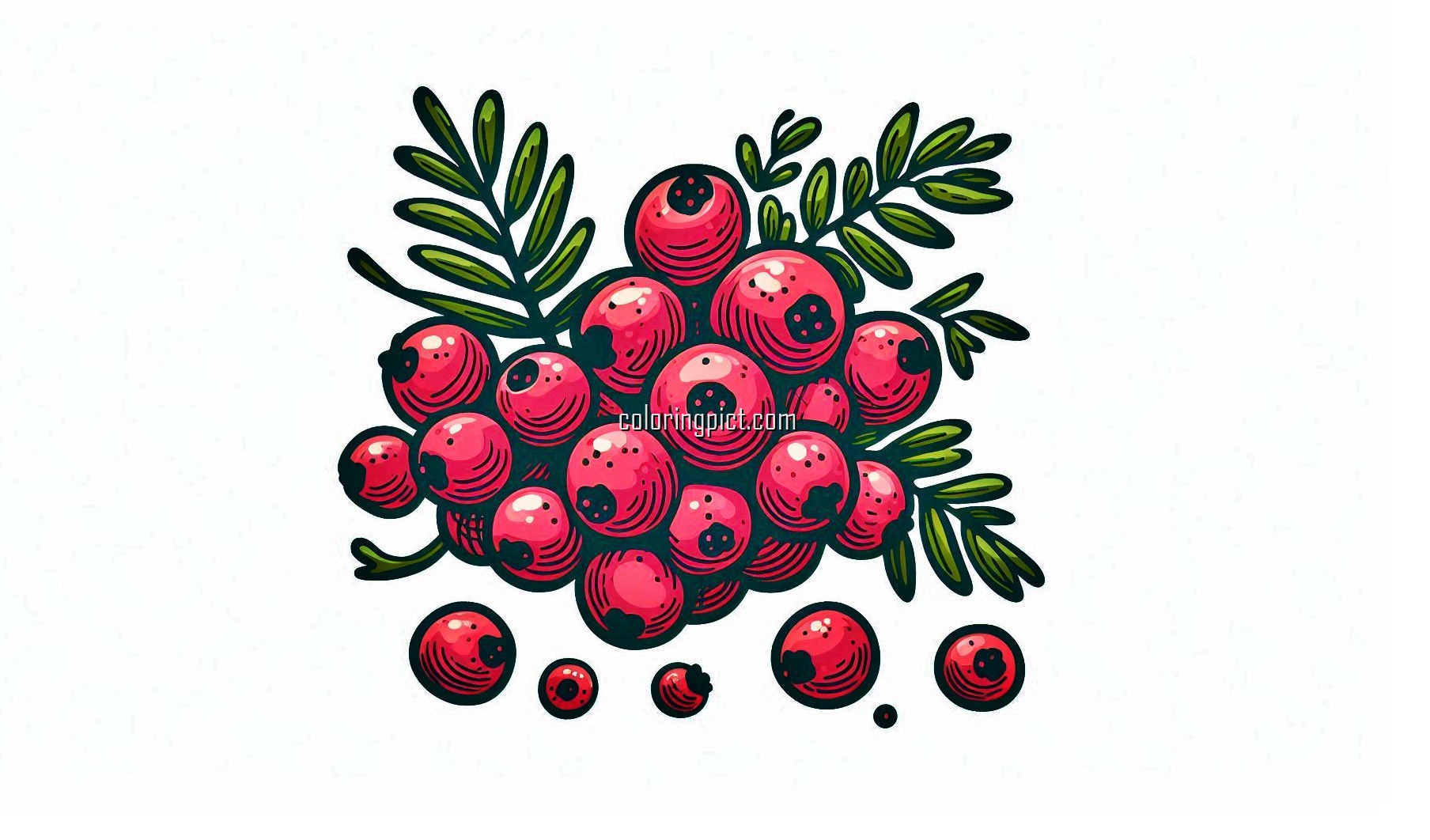 image is juniper berry coloring