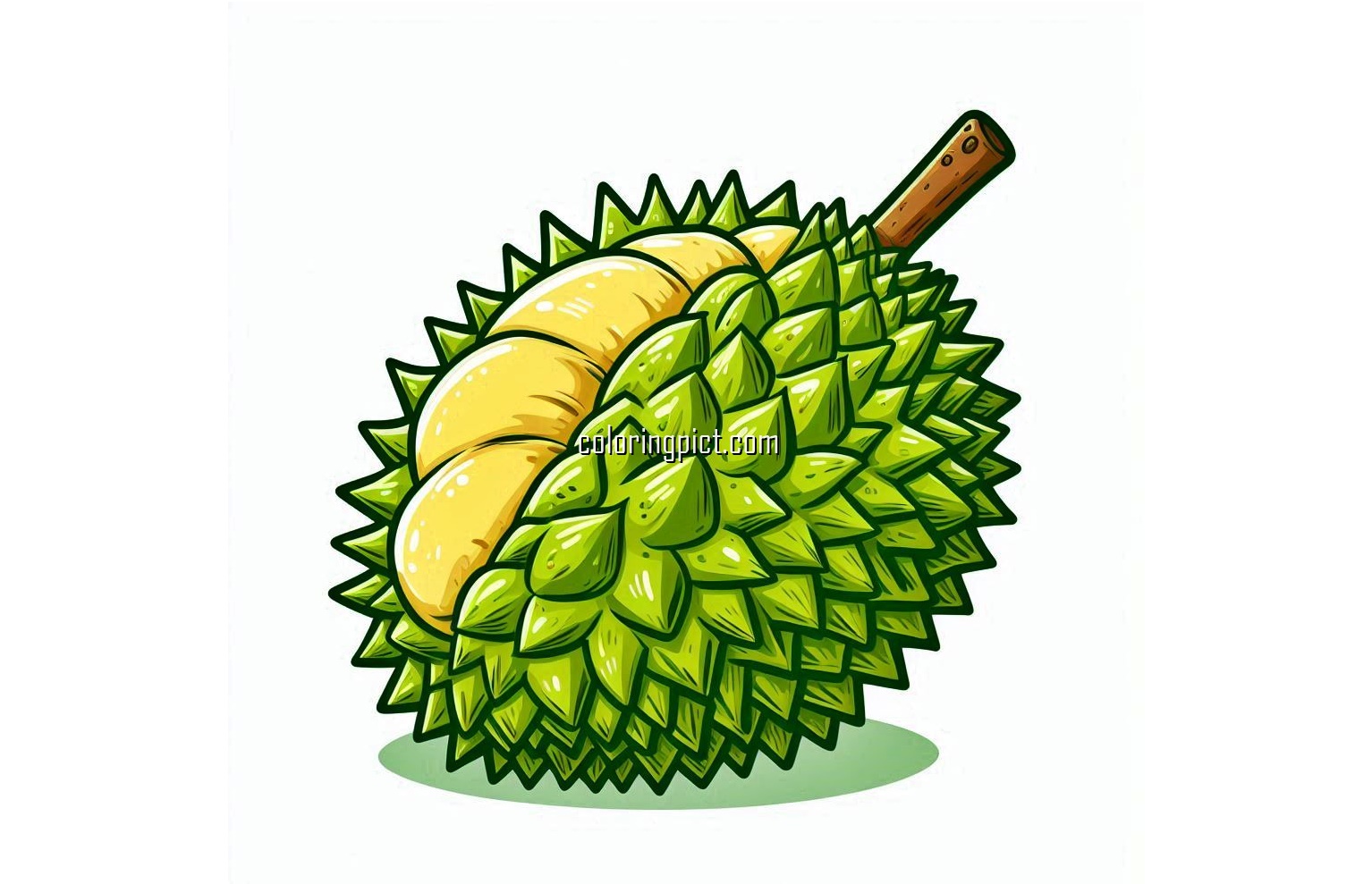 image of durian fruit coloring