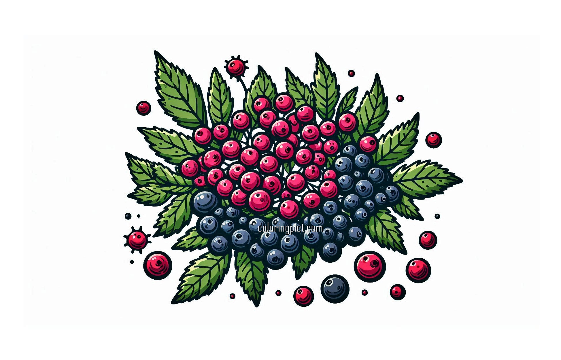 image of elderberry coloring