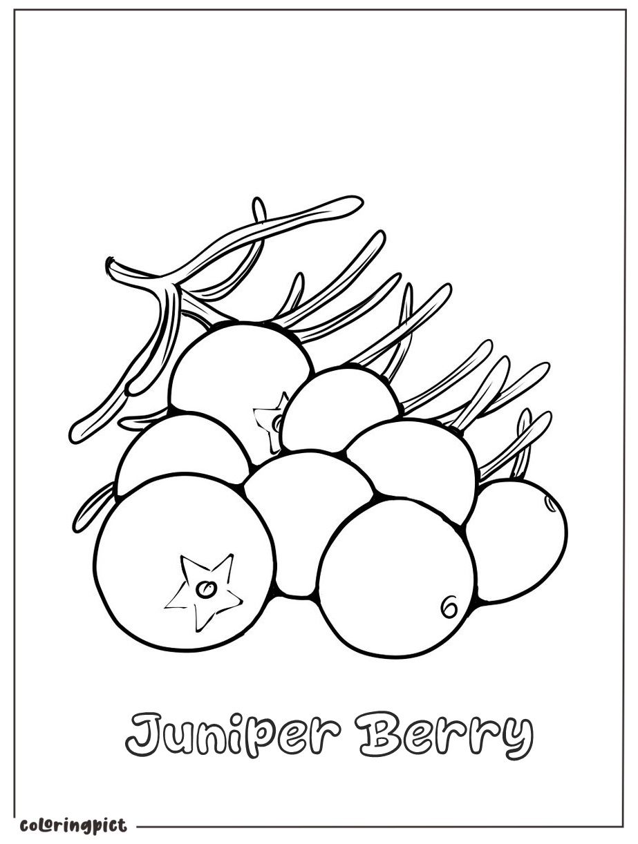 juniper berries coloring image print sheet