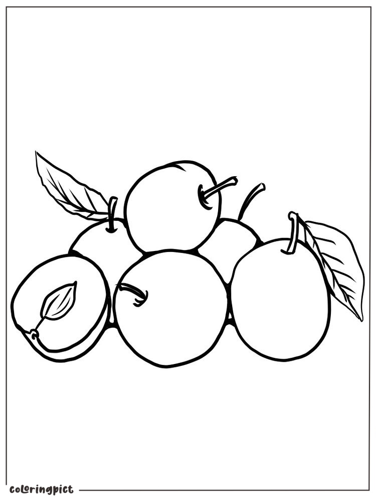 Fresh Plum Fruit Coloring Page 5 plum for coloring page