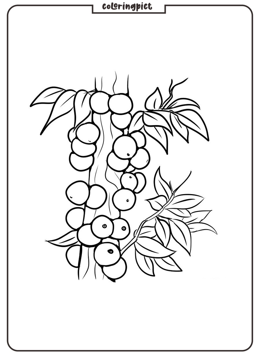 Interesting Fruit, Jaboticaba Coloring Page 4 printable jaboticaba coloring page free
