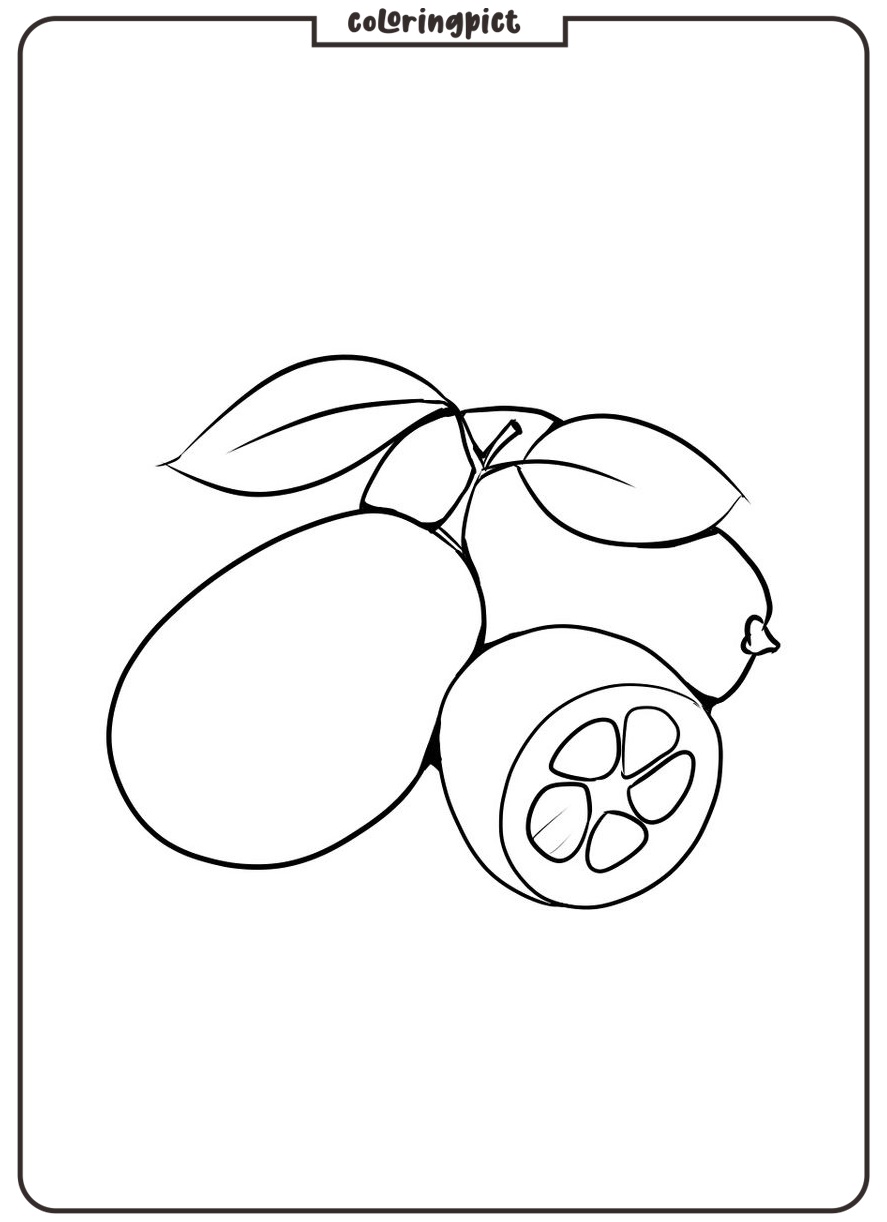 printable kumquat coloring sheet download