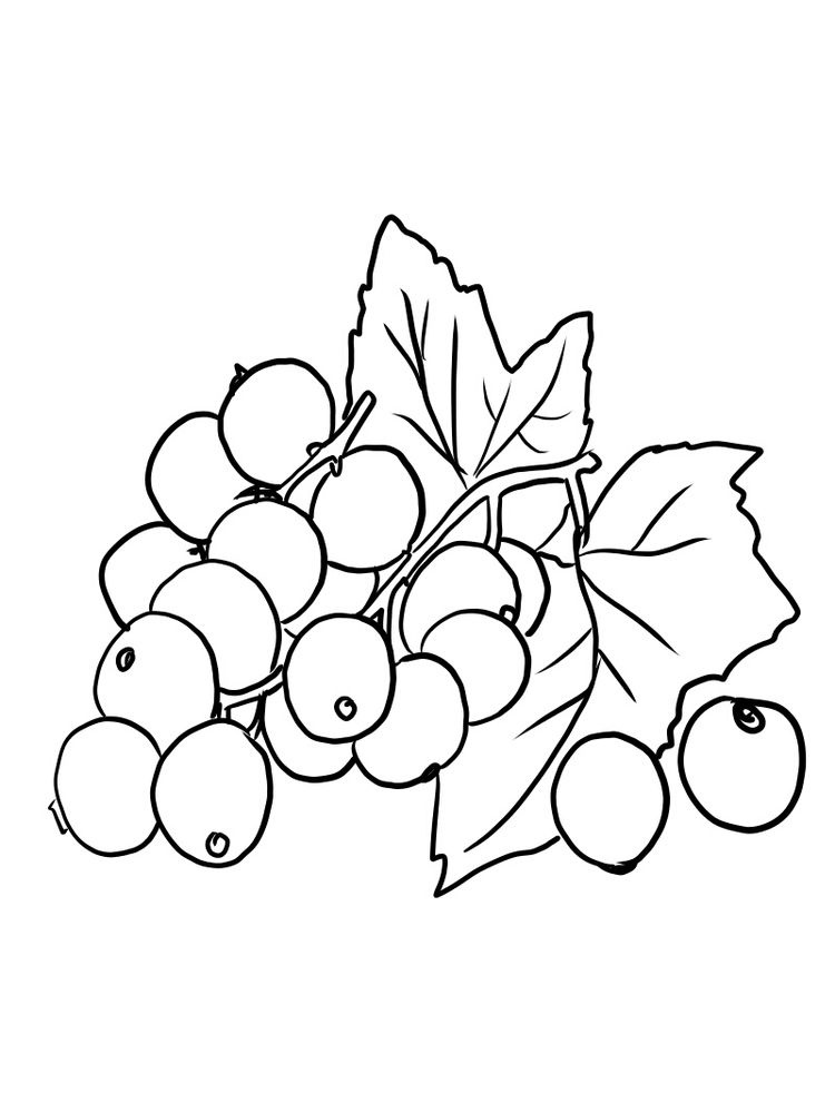 Red Currant Coloring Page 6 printable red currant black and white