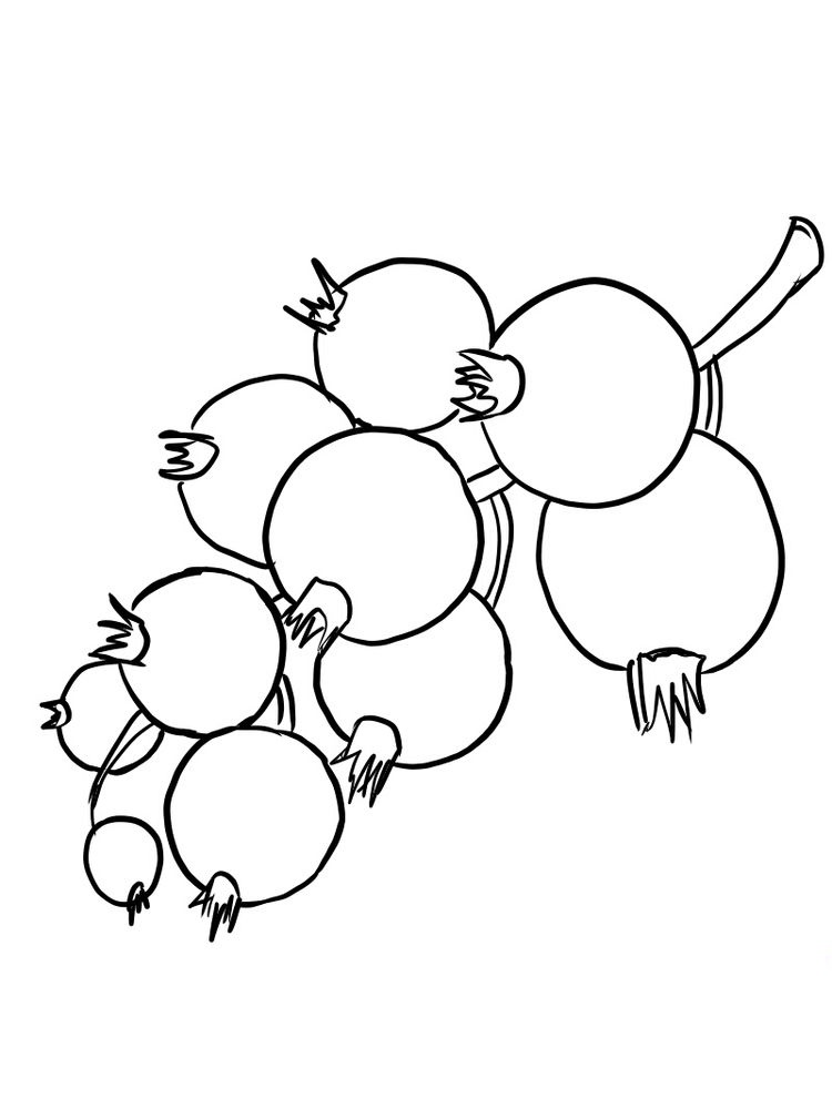 Red Currant Coloring Page 2 printable red currant coloring images
