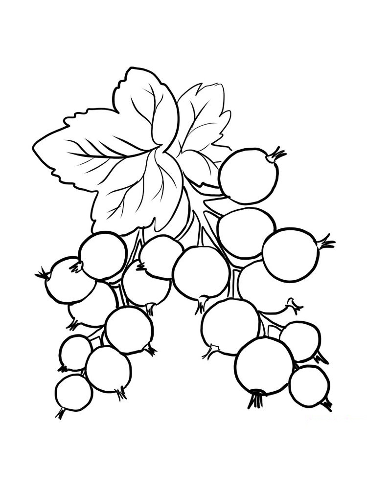 Red Currant Coloring Page 3 printable red currant coloring page