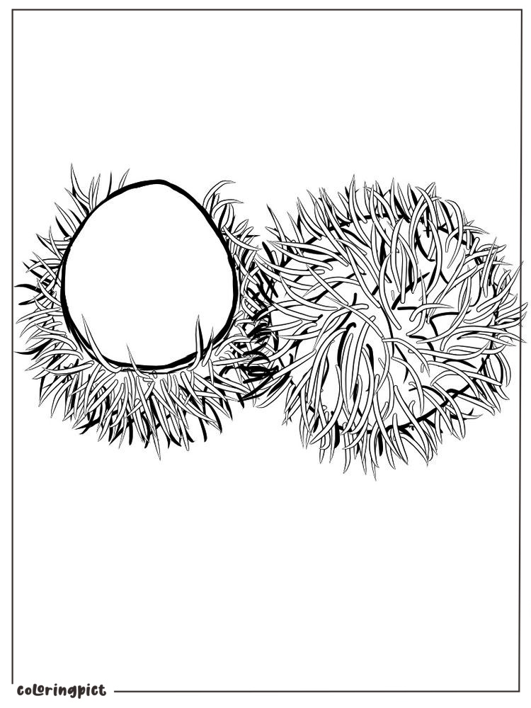 rambutan coloring printable