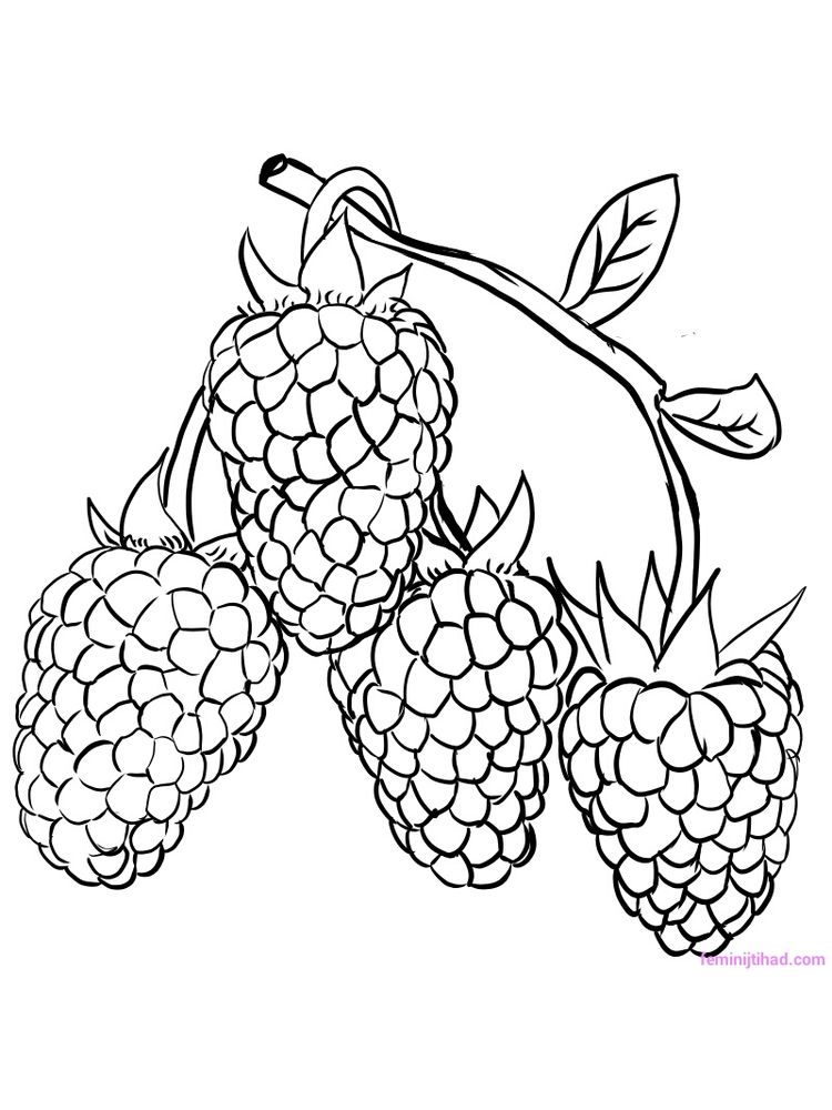 Delicious Red Fruit, Raspberry Coloring Page 6 raspberry coloring page download free
