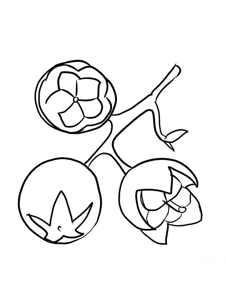 salal berry coloring page