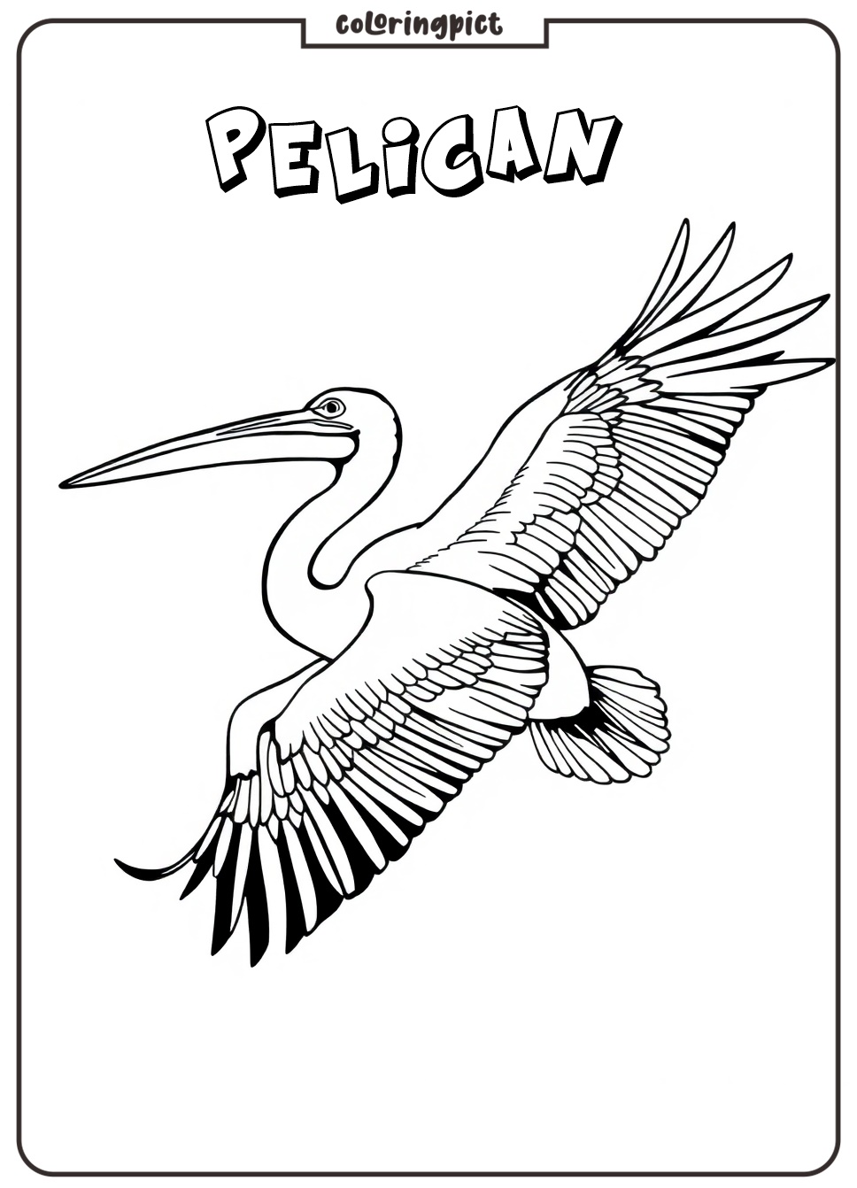 Pelican Coloring Page