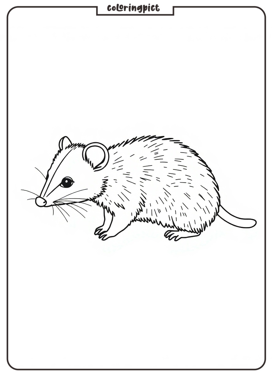 Possum Coloring Page