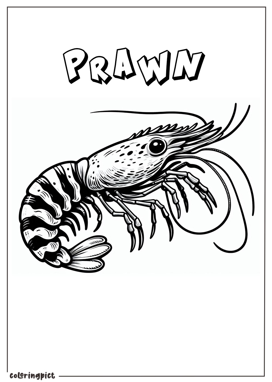 Prawn Coloring Page for Kid