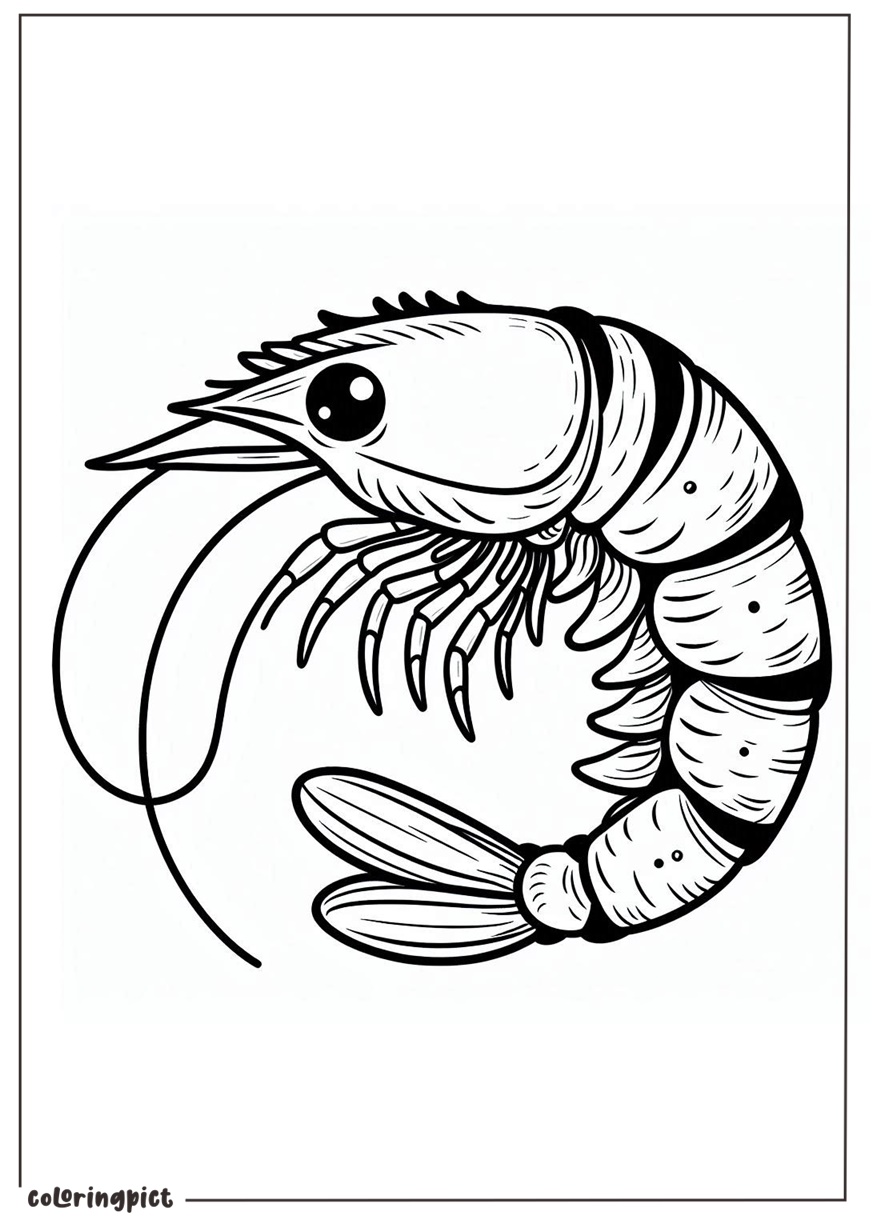 Prawn Coloring Pages for Kids