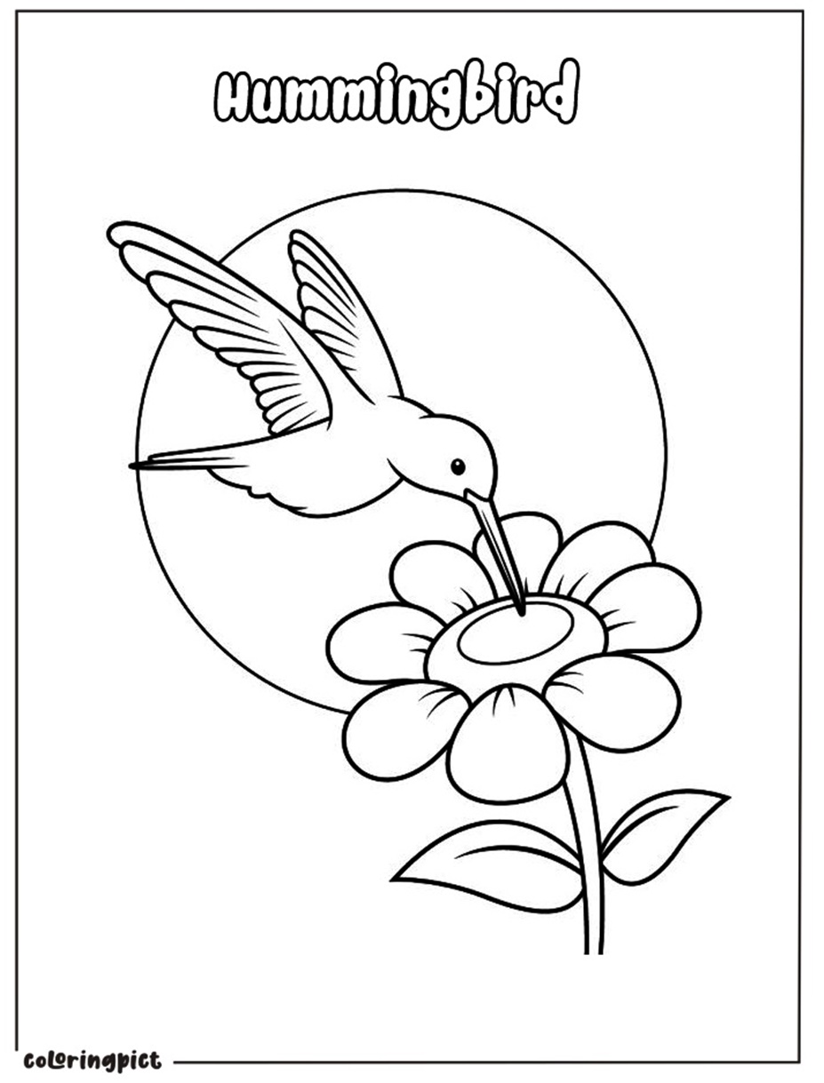 hummingbird coloring page for kids
