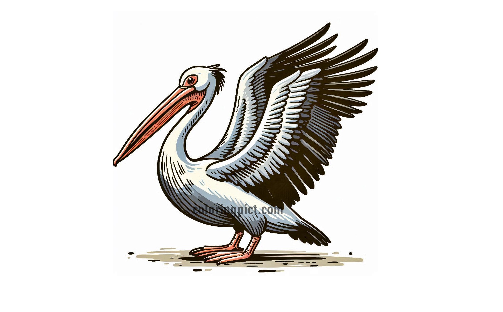 image of pelican coloring