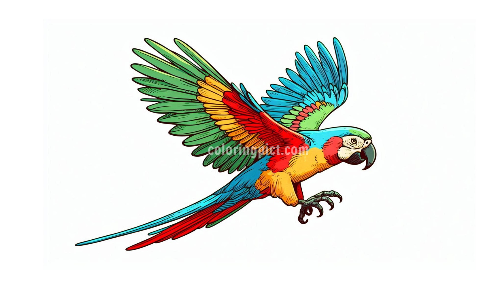 Parrot in Flight Coloring Page 4 image parrot in flight coloring