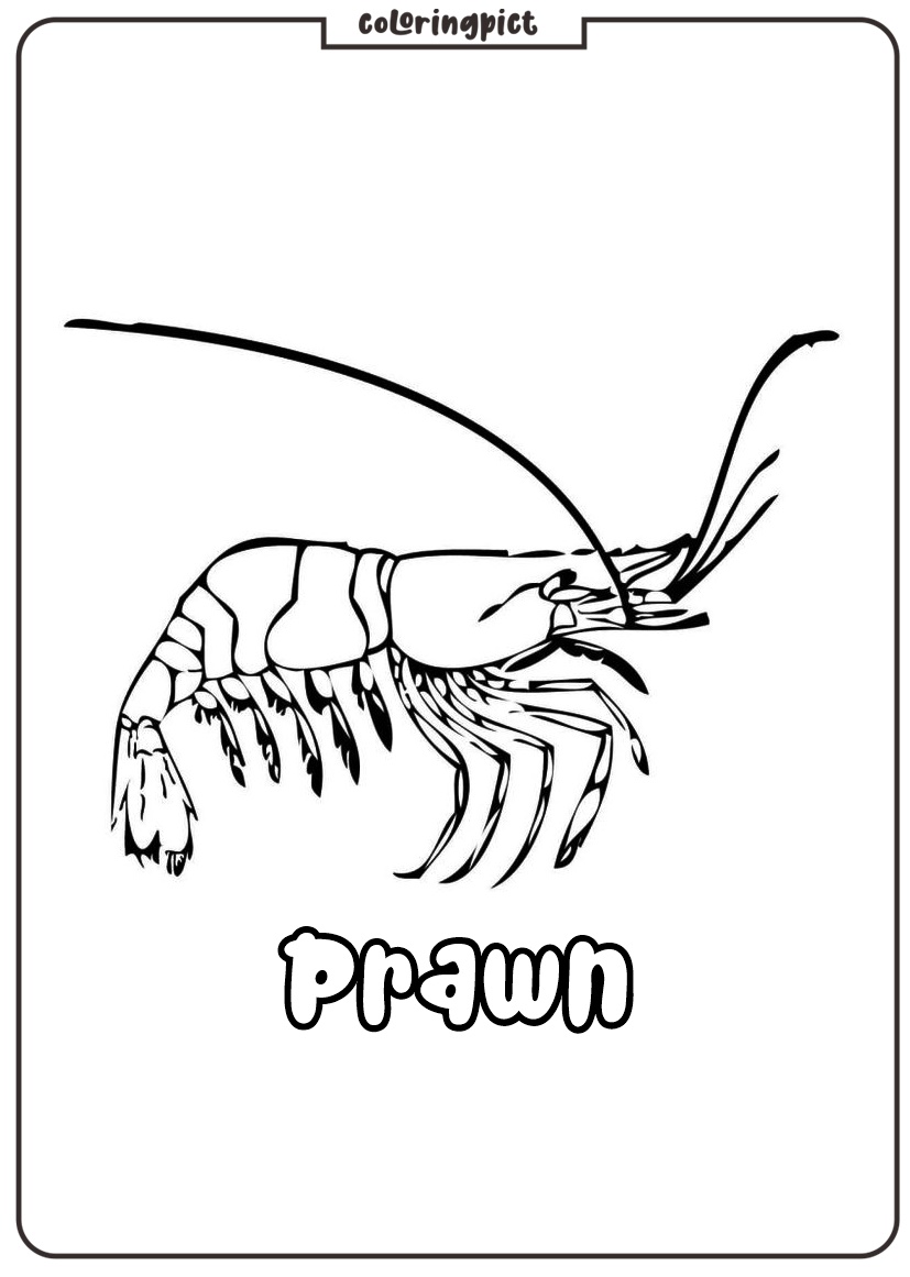 printable prawn coloring pages