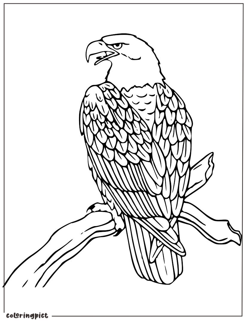 Eagle Colouring Pages Printable for kids