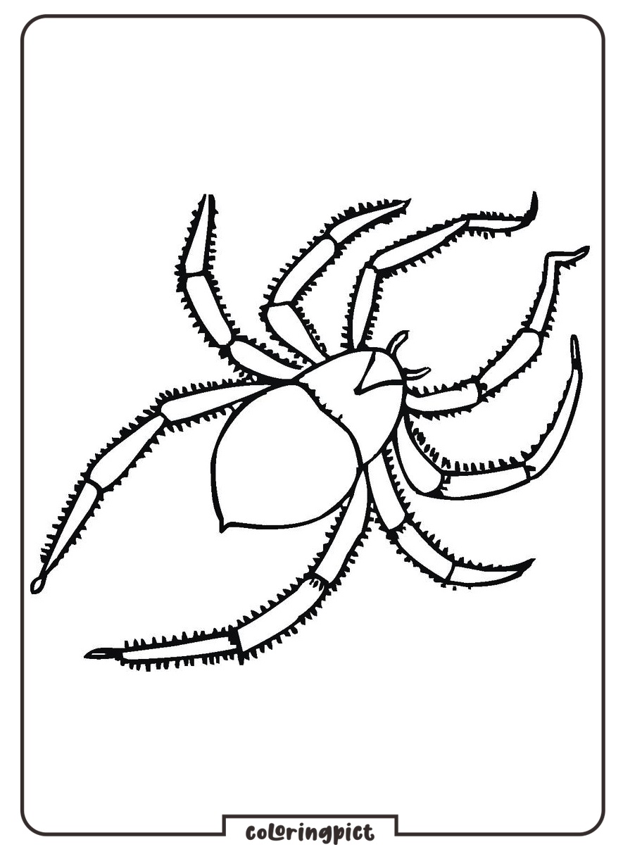 Spider Coloring Page for Kids 2 Spider Coloring Page