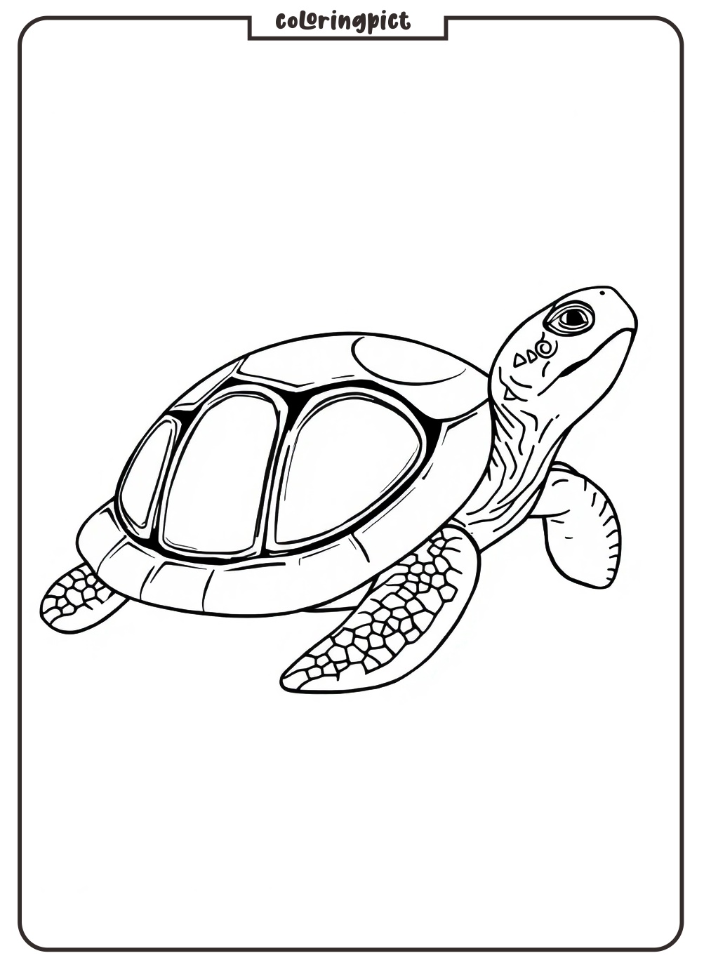 Turtle Coloring Page for Kids