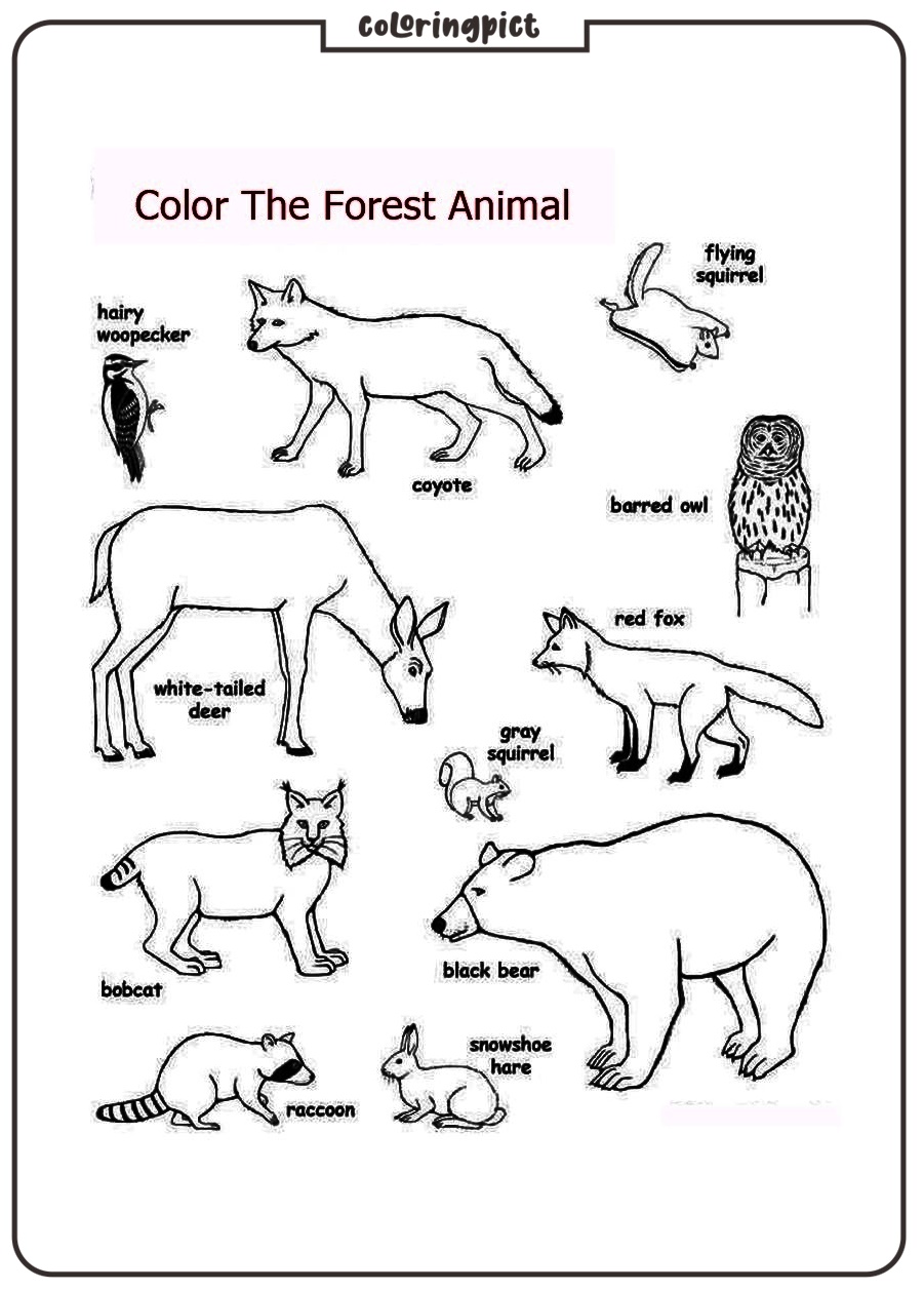 Welcome to our Forest Animal Coloring Pages for Kids 2 printable forest animal coloring page