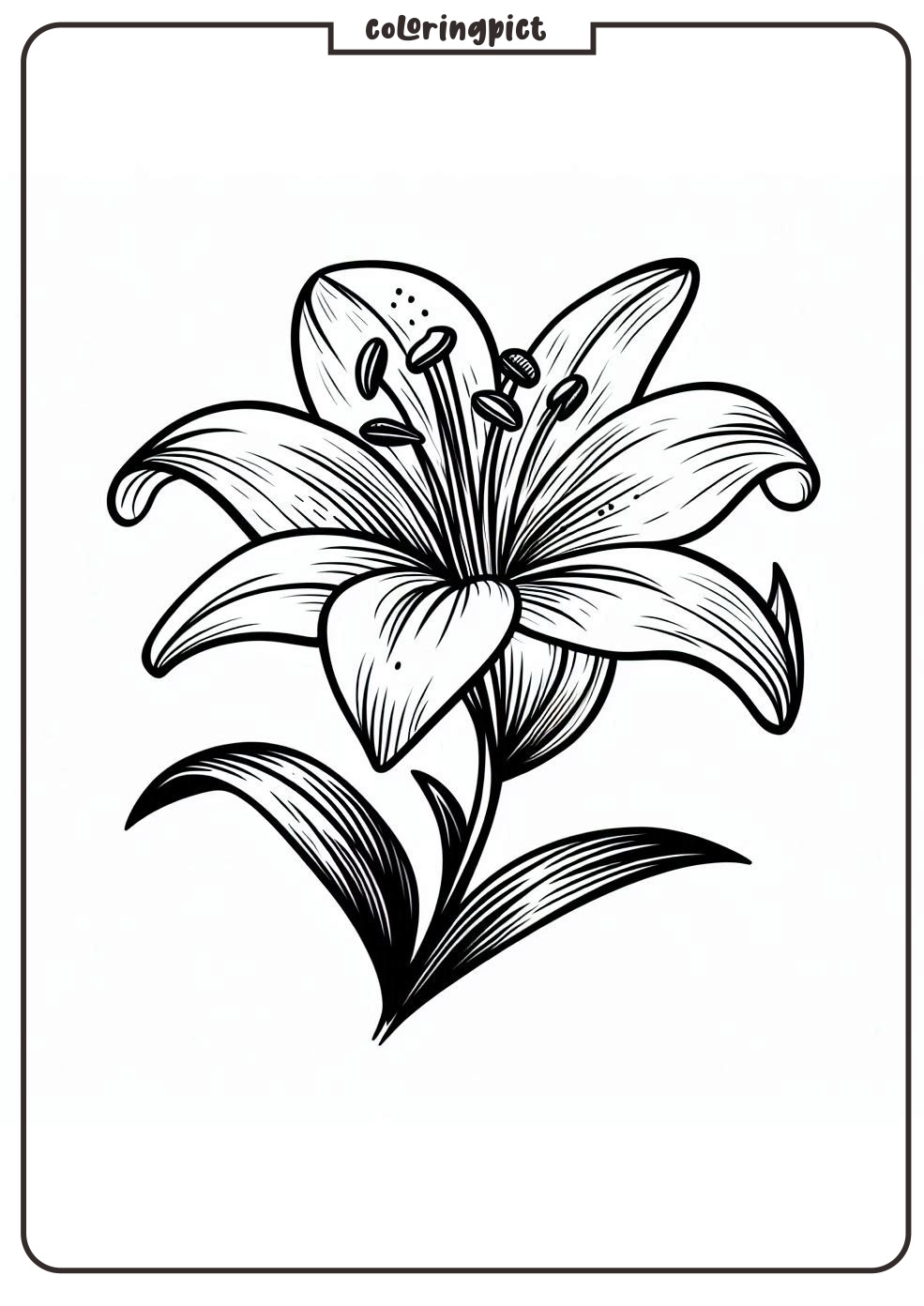 Lily Flower Coloring Page coloringpict.com