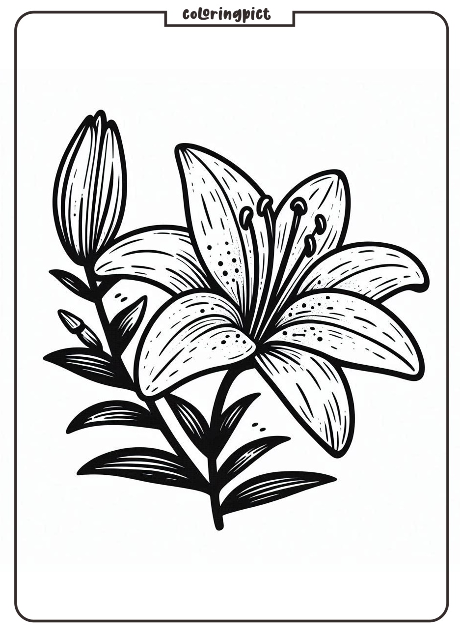 Lily Flower Coloring Pages coloringpict.com