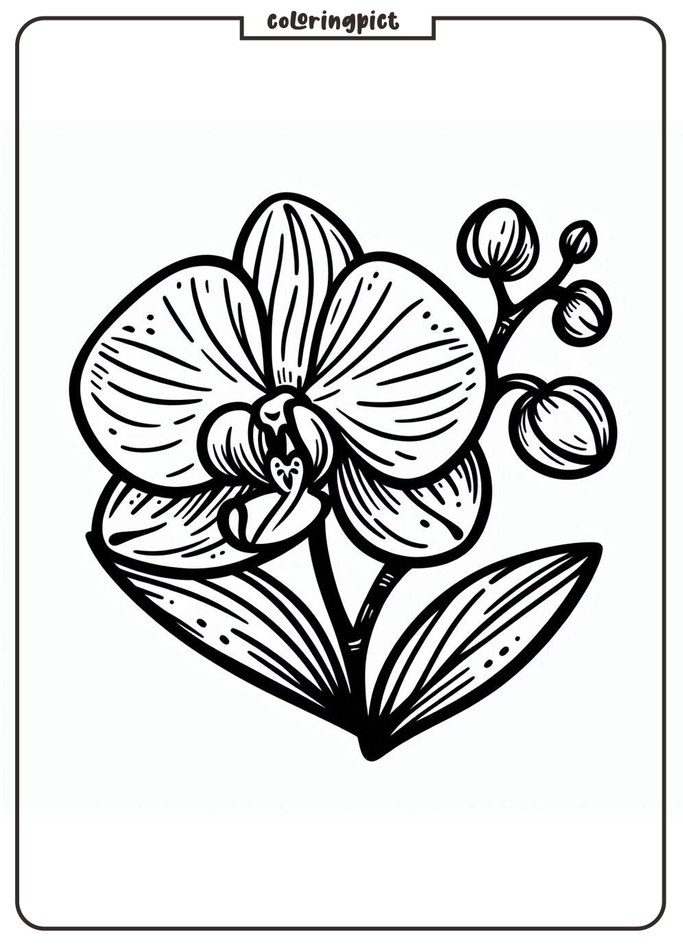 Orchid Flower Coloring Pages coloringpict.com
