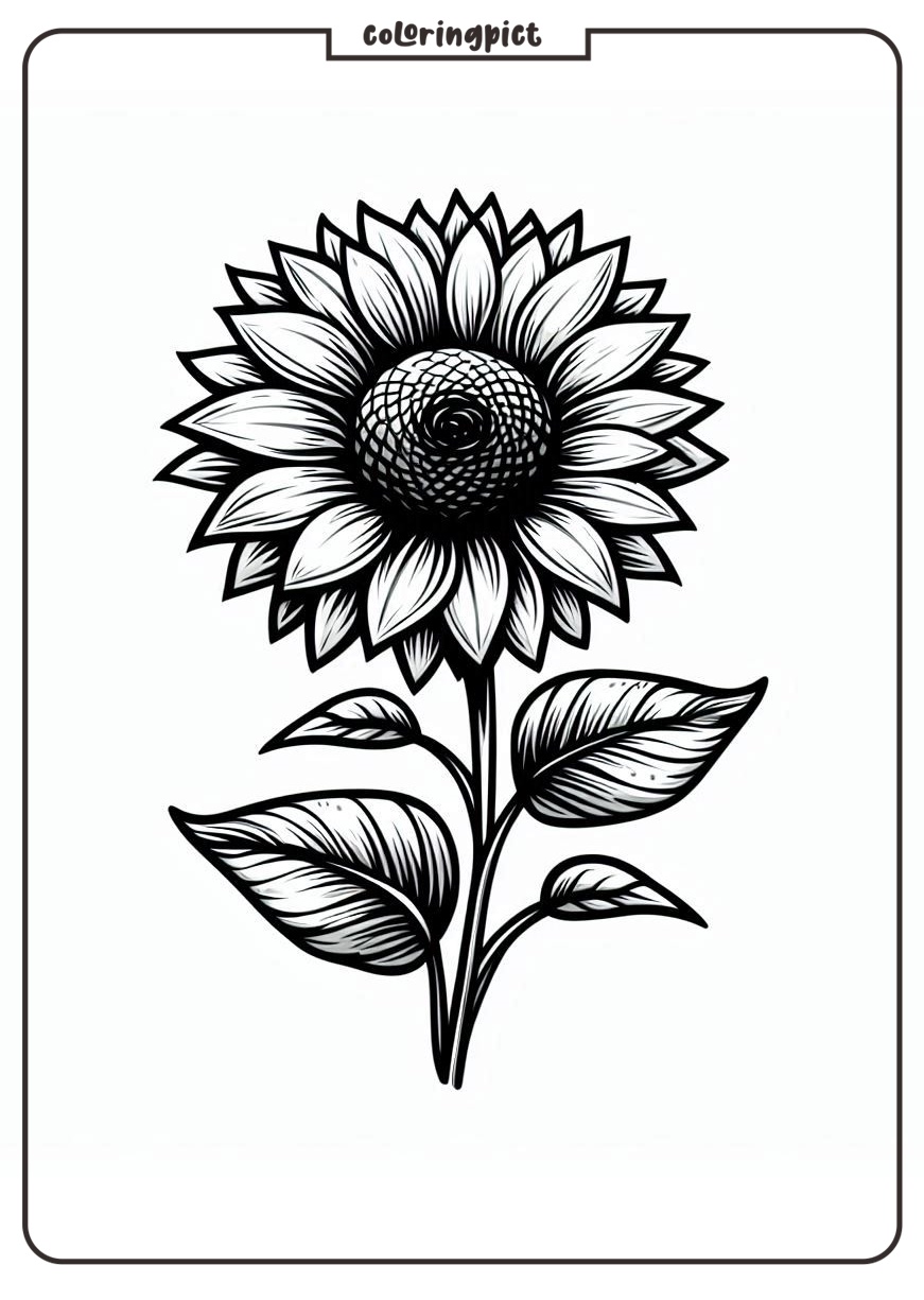 SunFlower Coloring Pages coloringpict.com