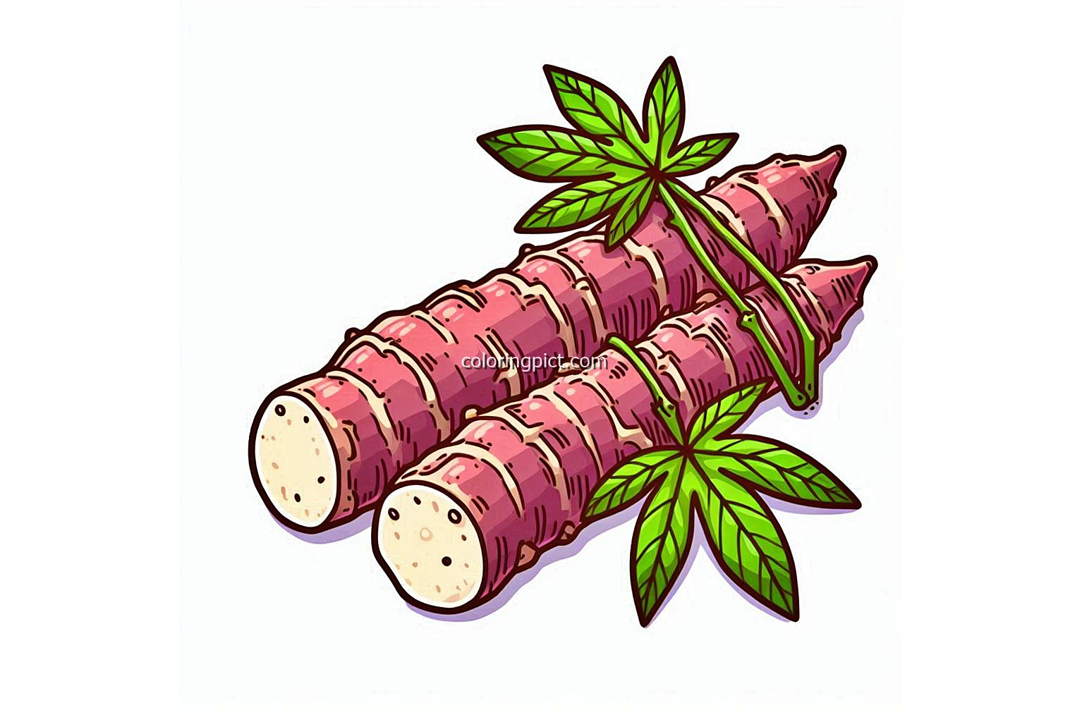 image is cassava coloring